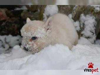 Ράτσα: Γιόρκσάϊρ τεριέ - Yorkshire Terrier | Ηλικία: 2,5 μηνών | Φύλο: Αρσενικό | Αρ. Microchip: 4842847393 | Εκπαιδευμένο | Περιοχή: Αττική